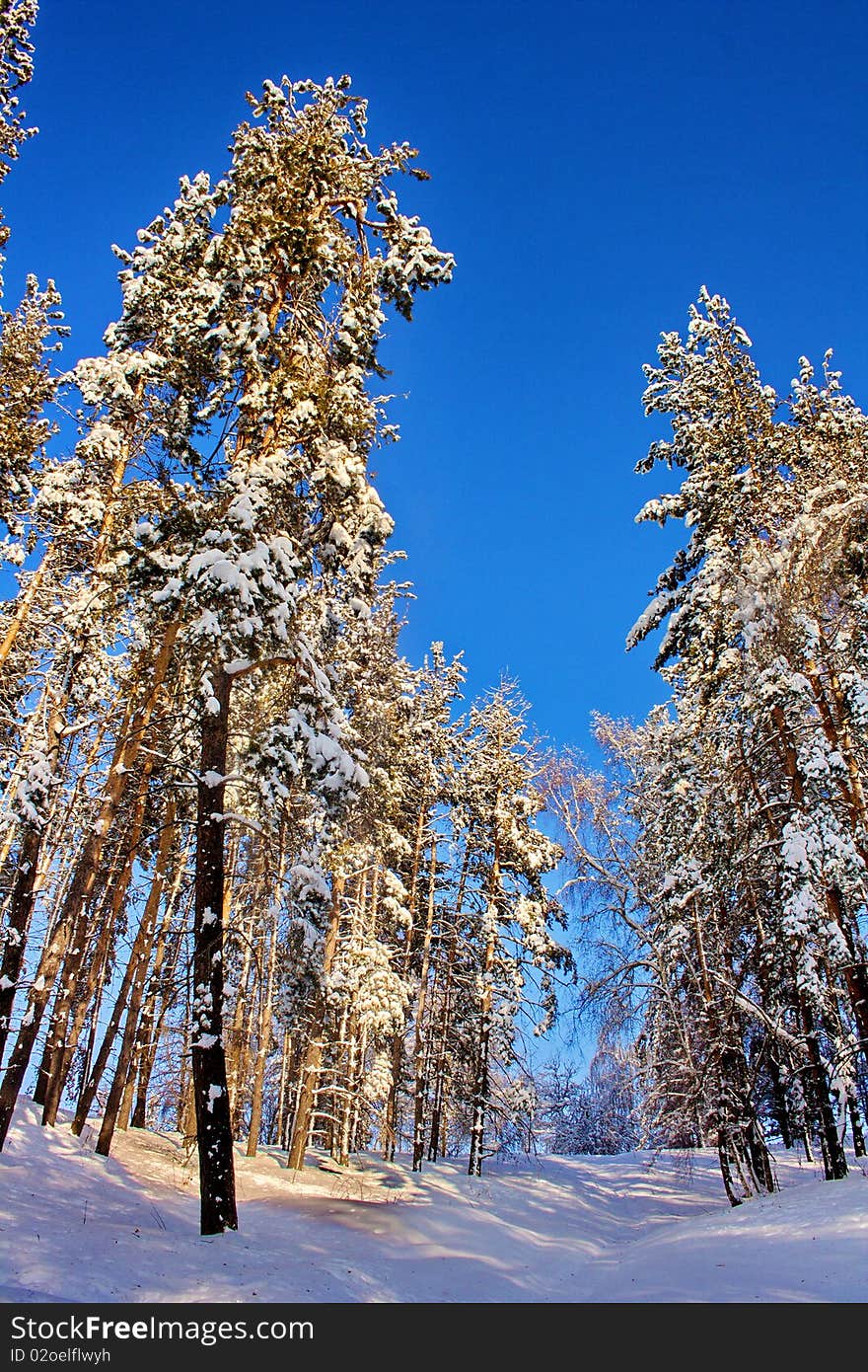 Winter forest in Tyan-shan mountains