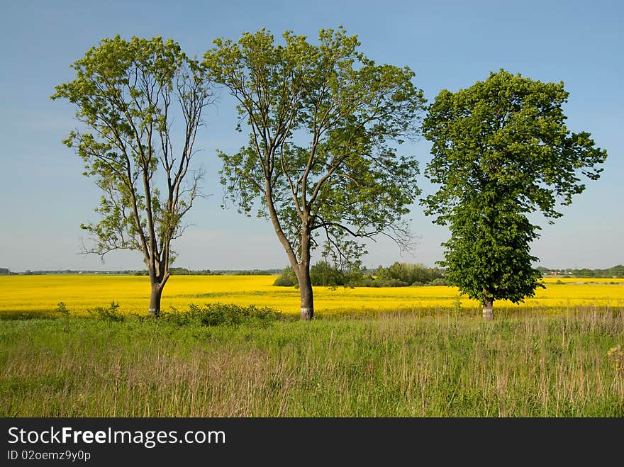 Three trees against it is green a yellow field. Three trees against it is green a yellow field