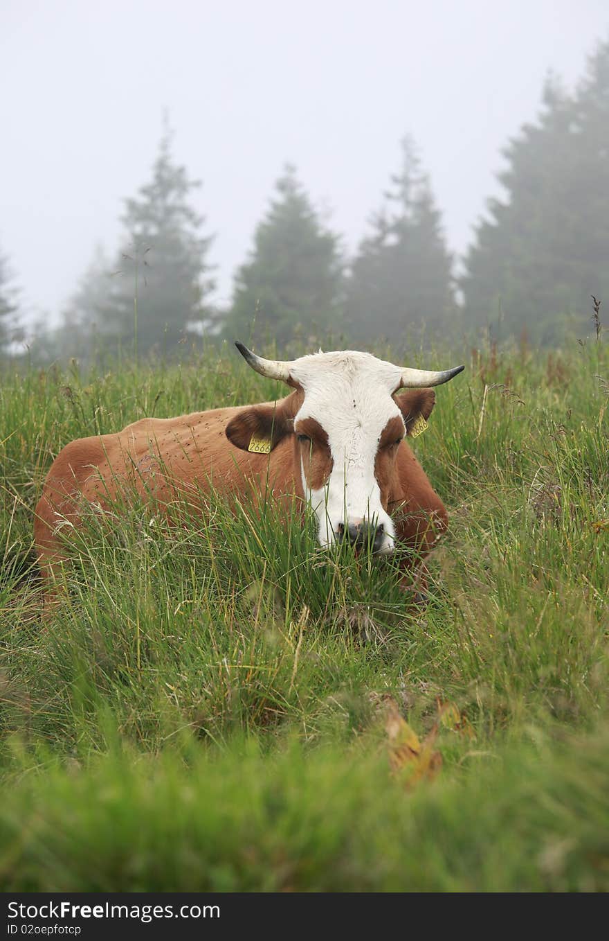 Sleepy cow on grass