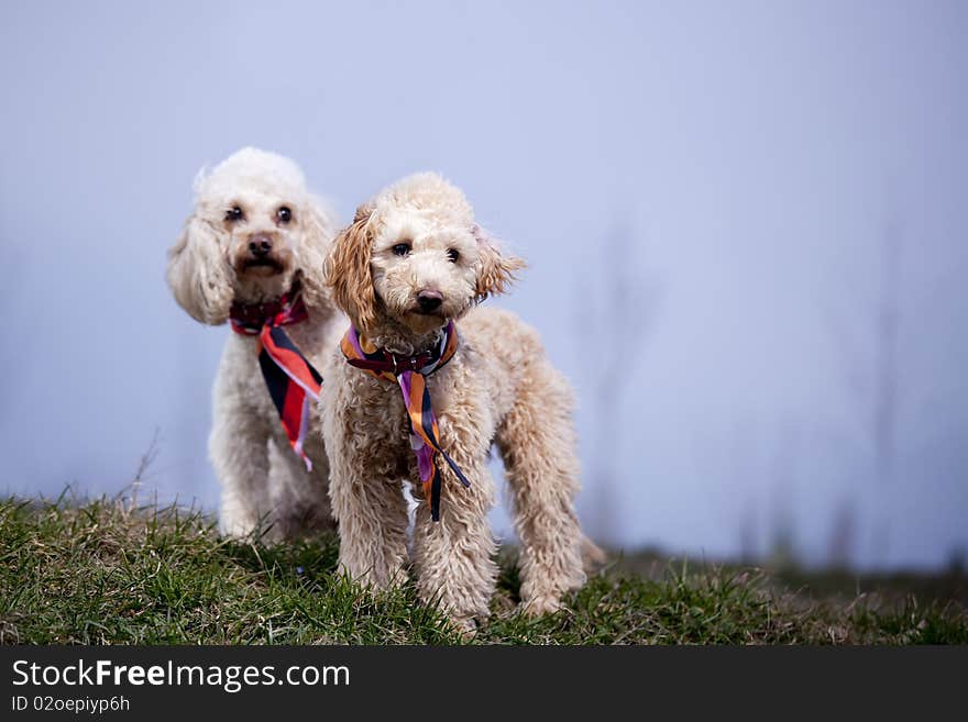 Two poodles posing on grass. Two poodles posing on grass