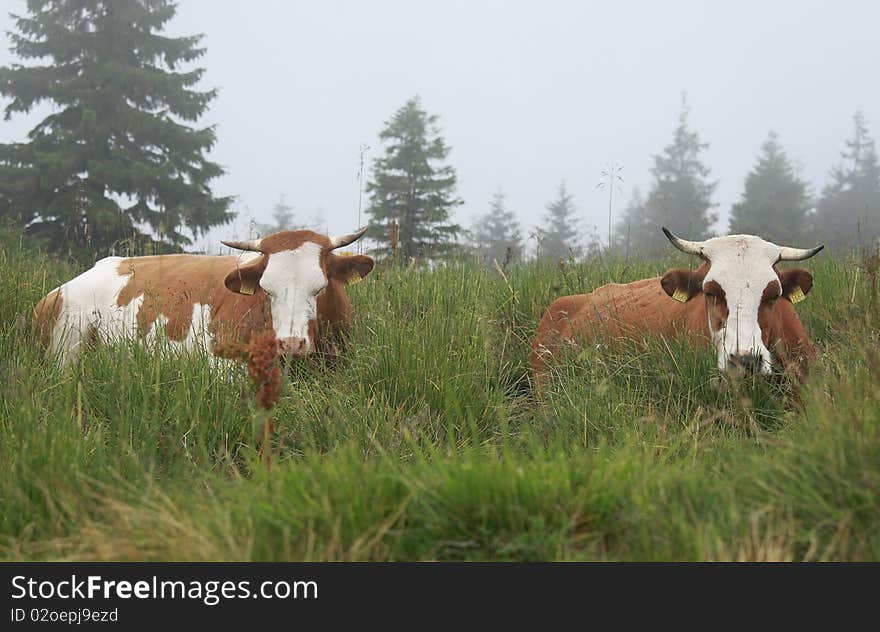 Sleepy cow on grass