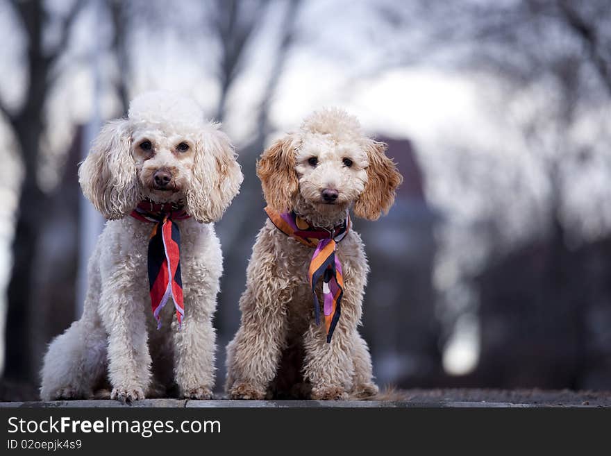 Two poodles posing in park. Two poodles posing in park