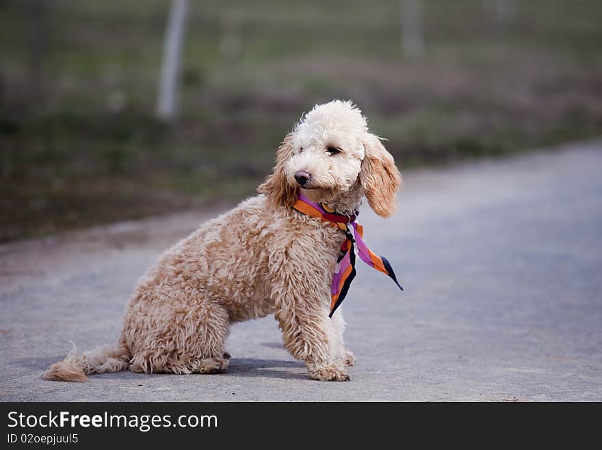 Poodle portrait