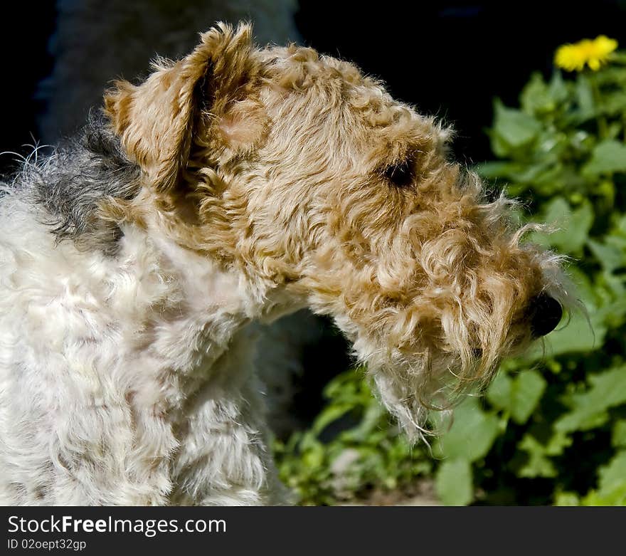 Portrait of nice fox terrier. Portrait of nice fox terrier