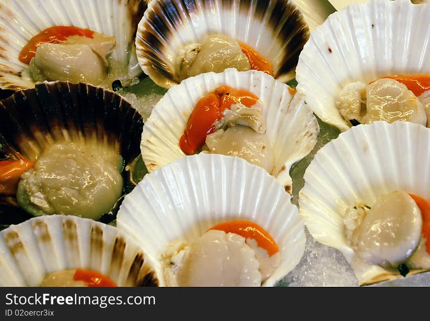 Cockleshells of molluscs on ice