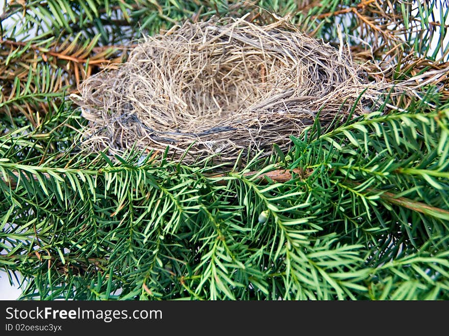 Birds Nest