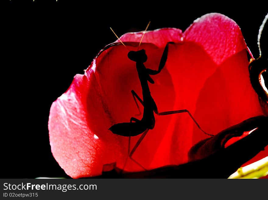 The young and small praying mantis likes to eat the insect with the leaf, will fight.