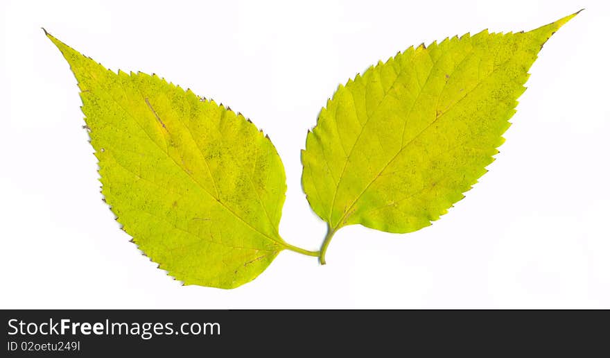 Isolated green leaves on white background