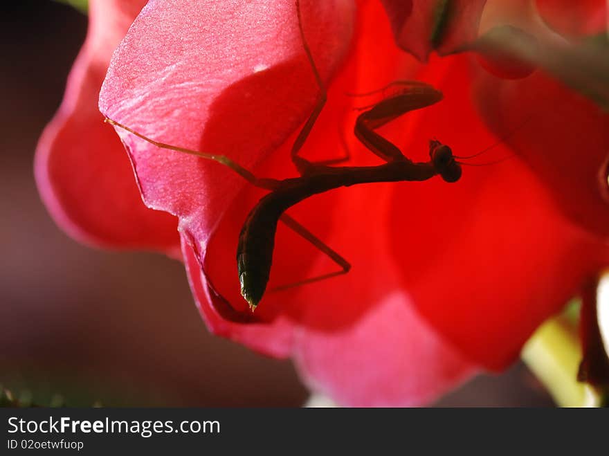 The young and small praying mantis likes to eat the insect with the leaf, will fight.