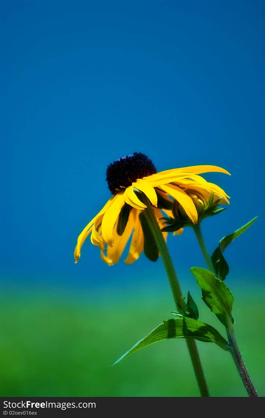 Black eyed Susan set against a blue and green background. Black eyed Susan set against a blue and green background.