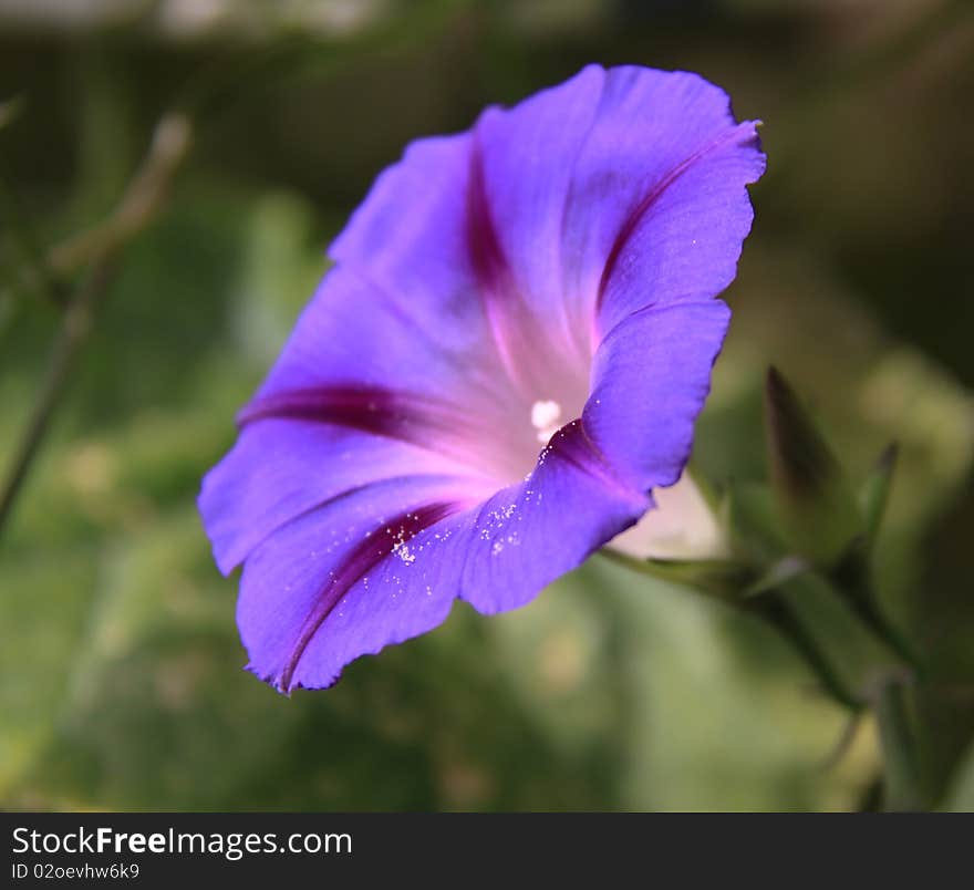 Purple flower in the early morning