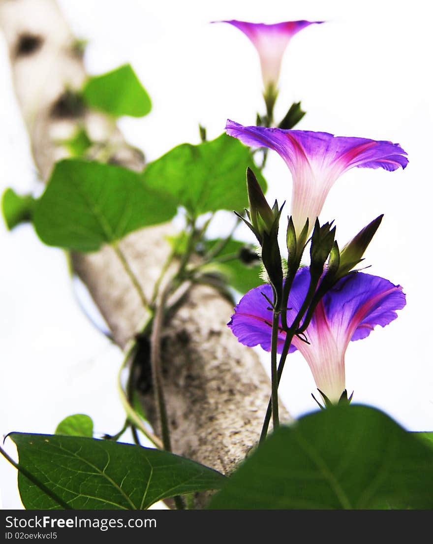 Purple flower in the early morning