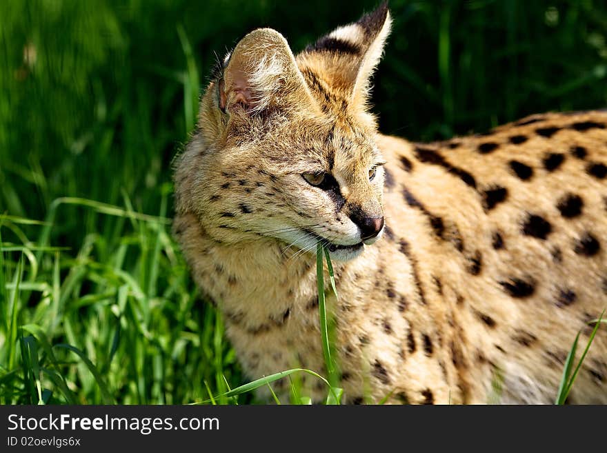 A portrait shot of a serval