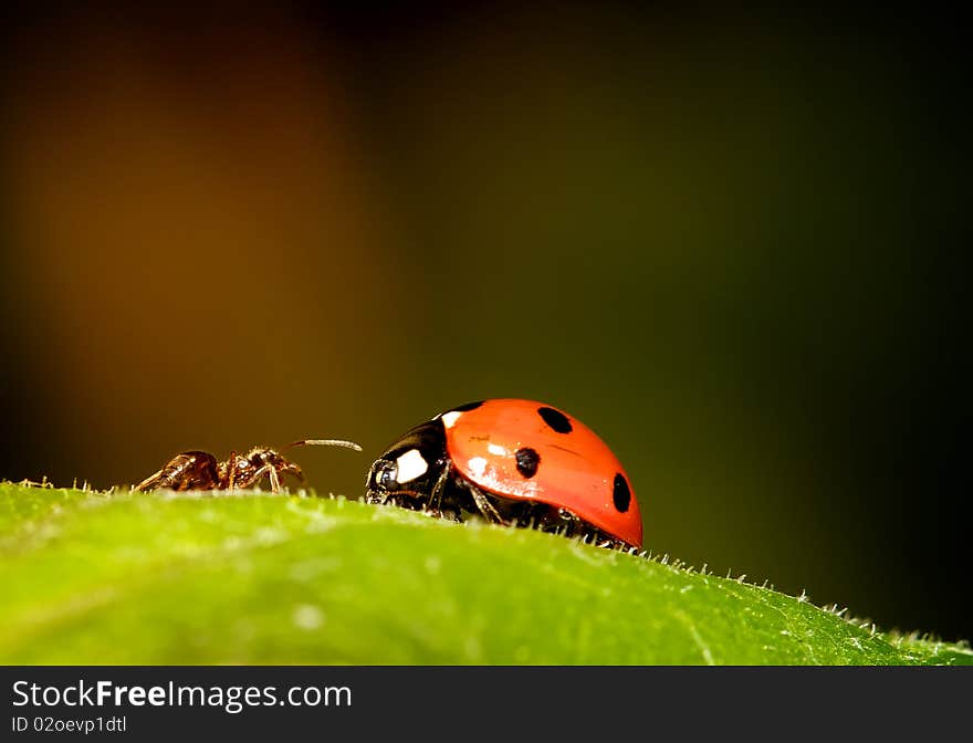 Ant Vs Ladybird