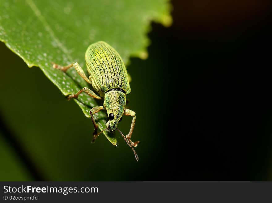 Green Weevil