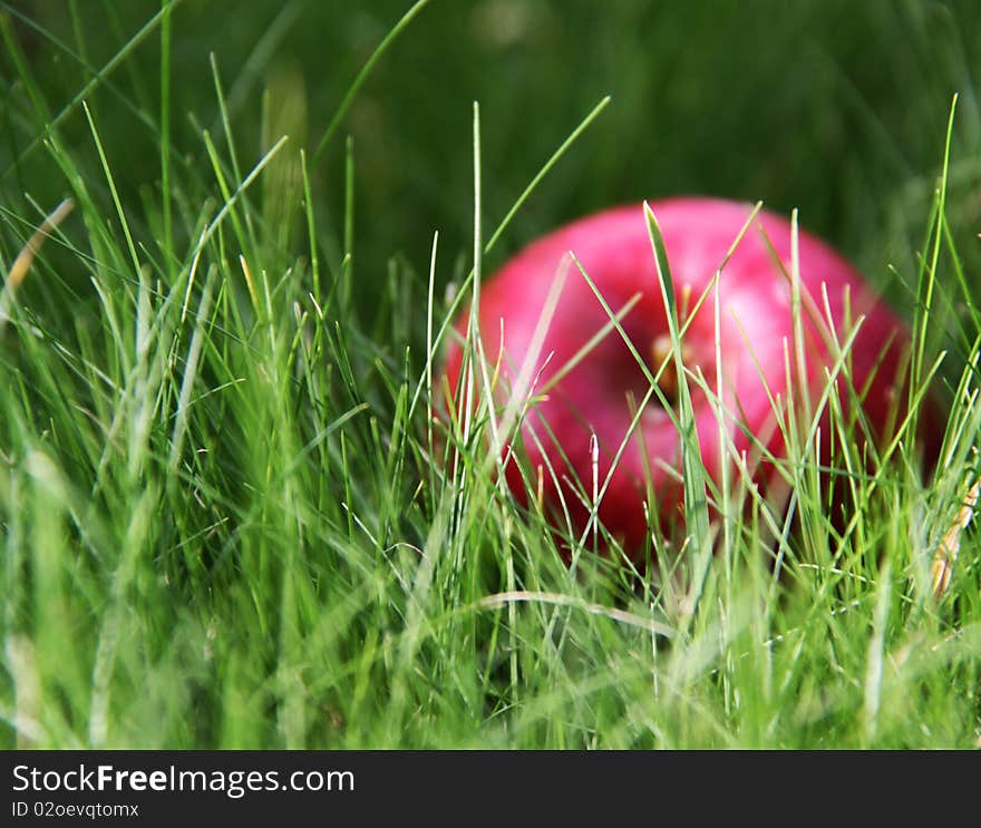 Apple in the green grass