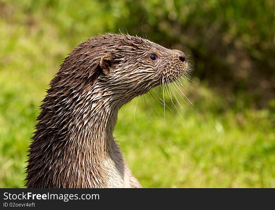 European Otter