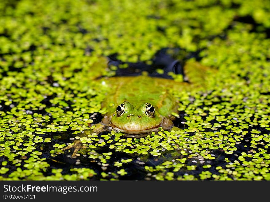 A marsh frog resting in a pond covered in duck-weed