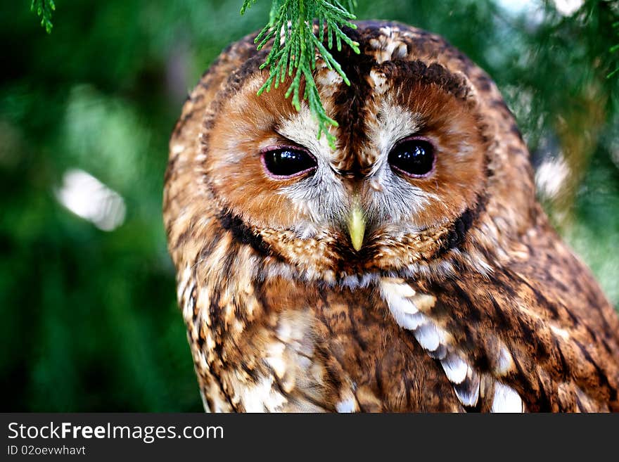 A tawny owl