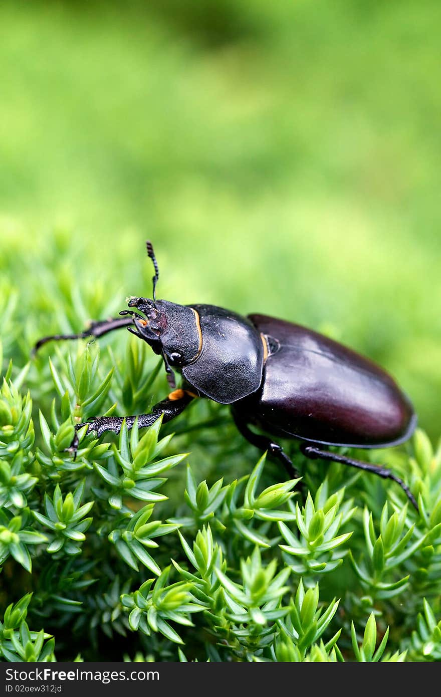 Female stag beetle