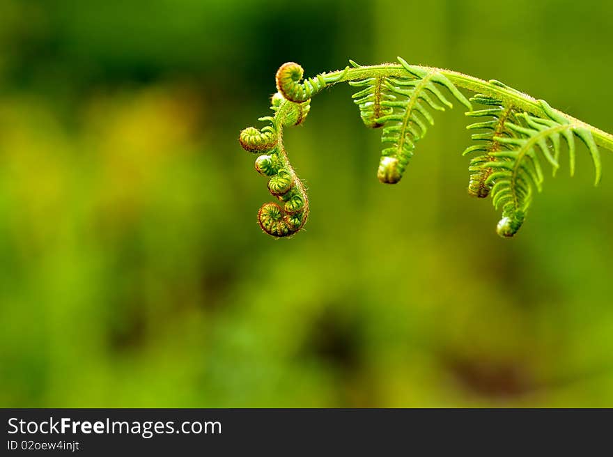 A fern leaf