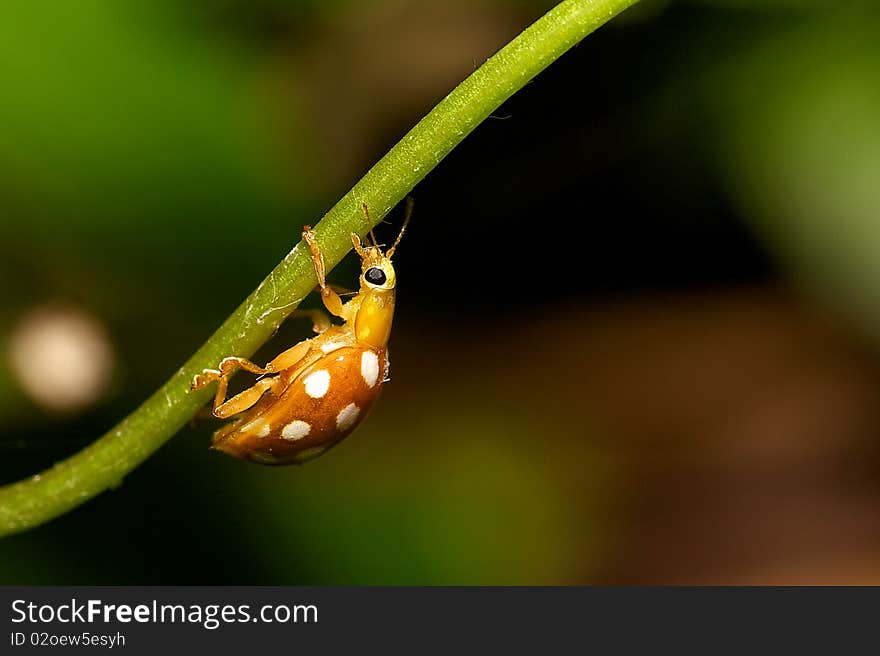 Orange Ladybird