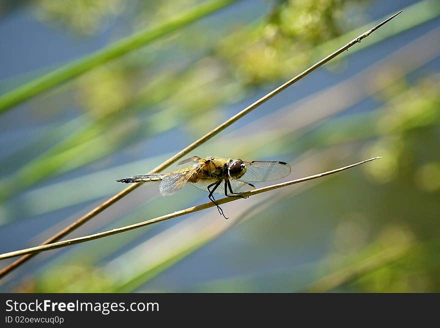 Four spotted chaser