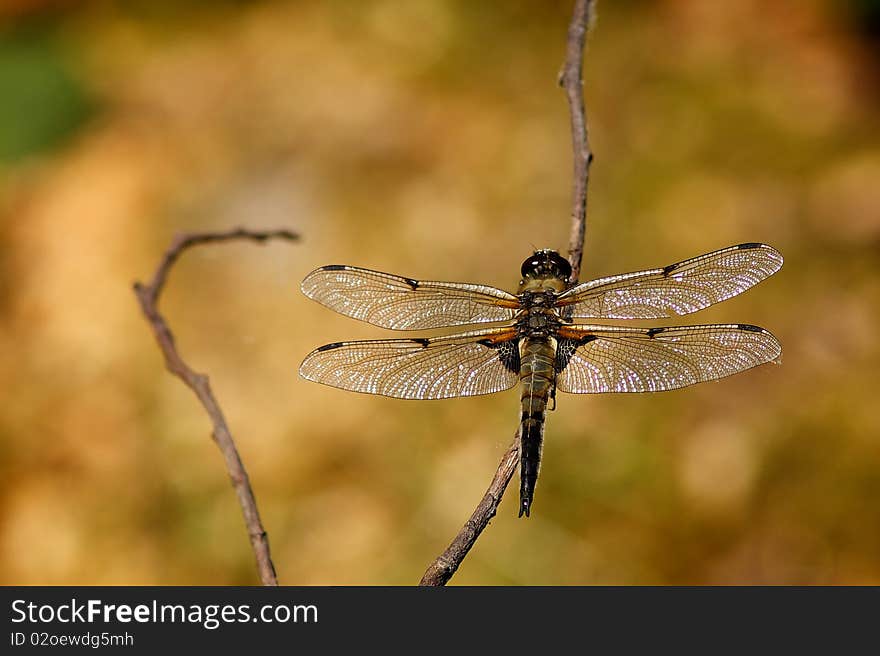 A four spotted chaser dragonfly resting on a branch over a pond