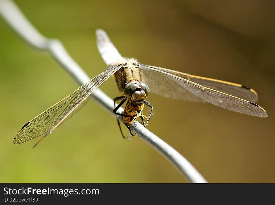 A broad bodied chaser dragonfly eating a hover-fly