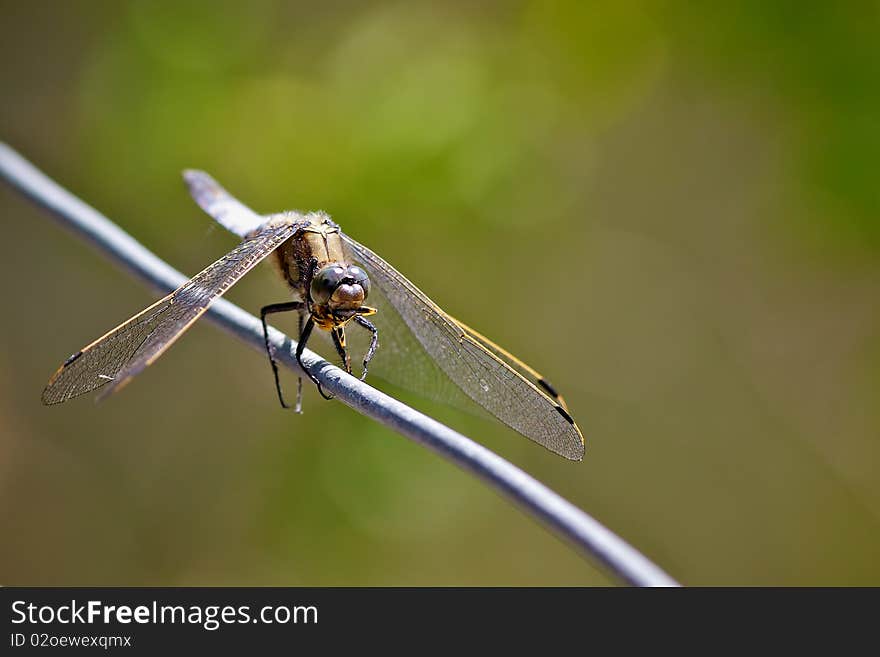 Broad bodied chaser dragonfly