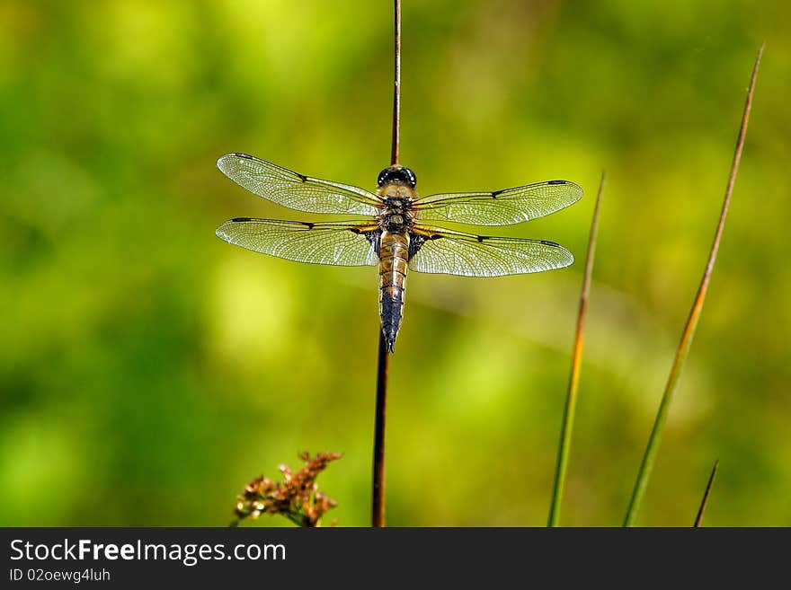 Four spotted chaser dragonfly