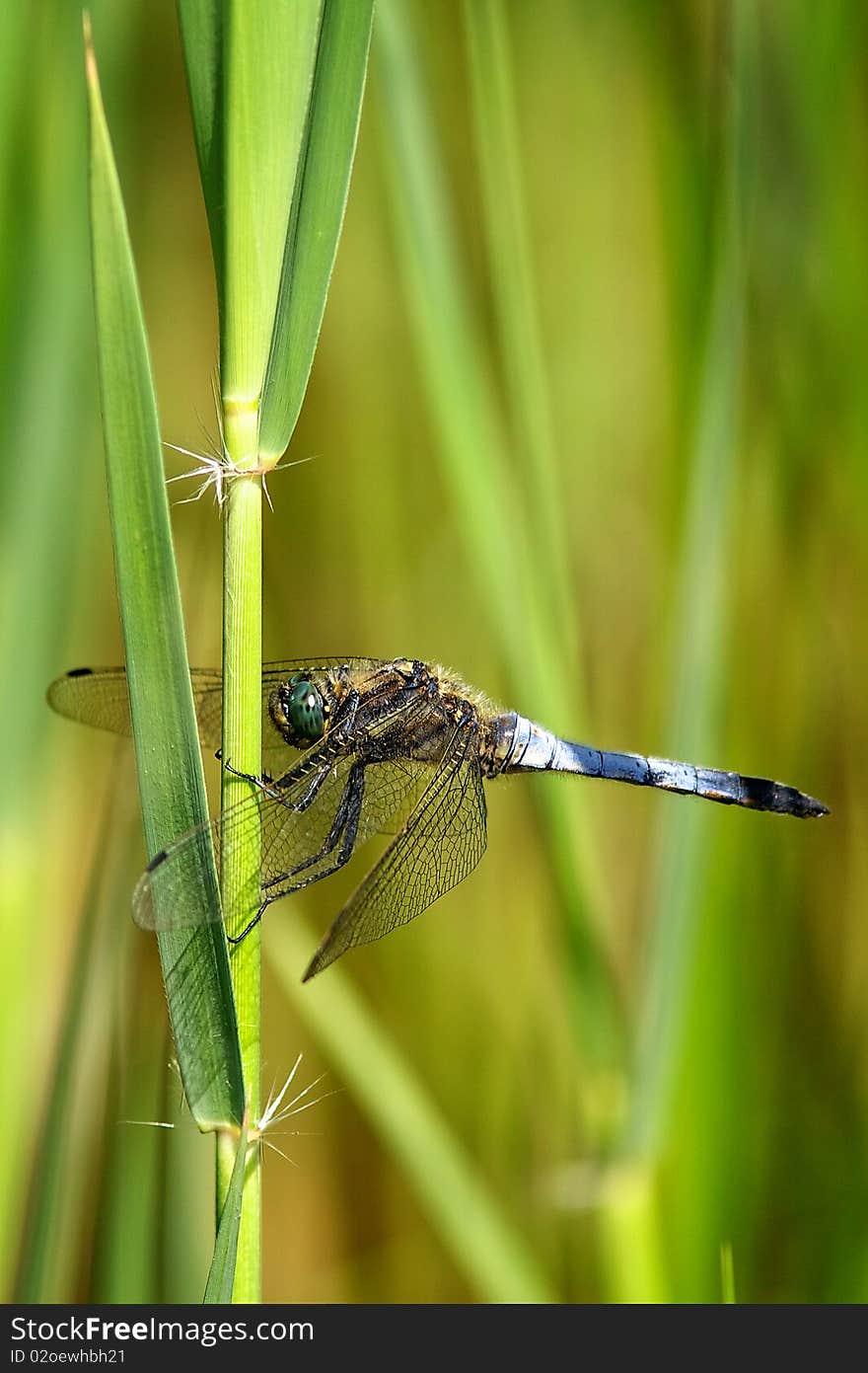 Broad Bodied Chaser Dragonfly