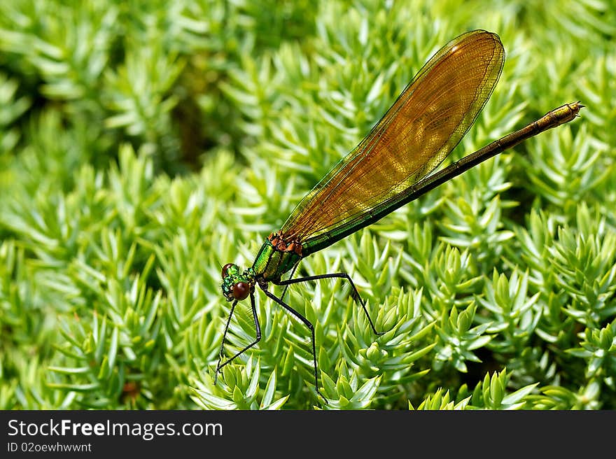 Beautiful Damselfly