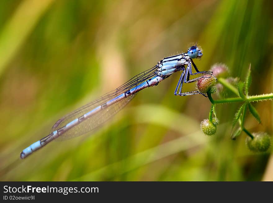 A shot of a azure damselfly resting on a plant