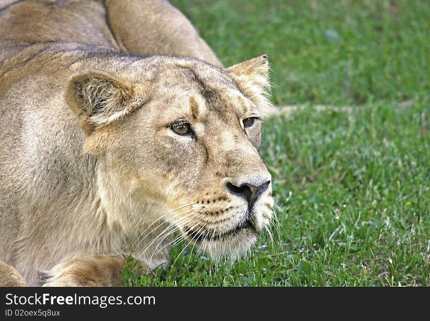 Lioness