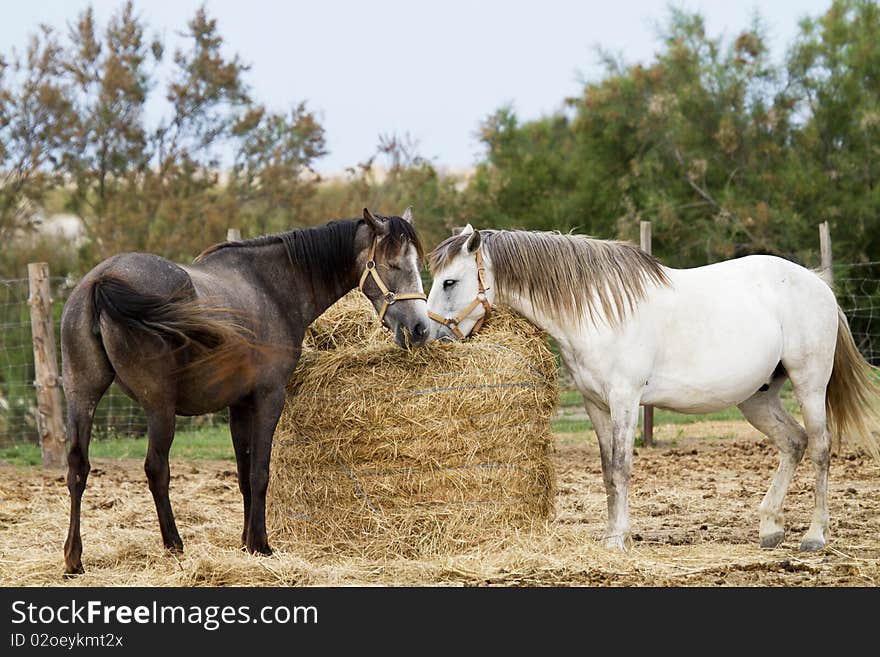 Horses grazing in the countryside