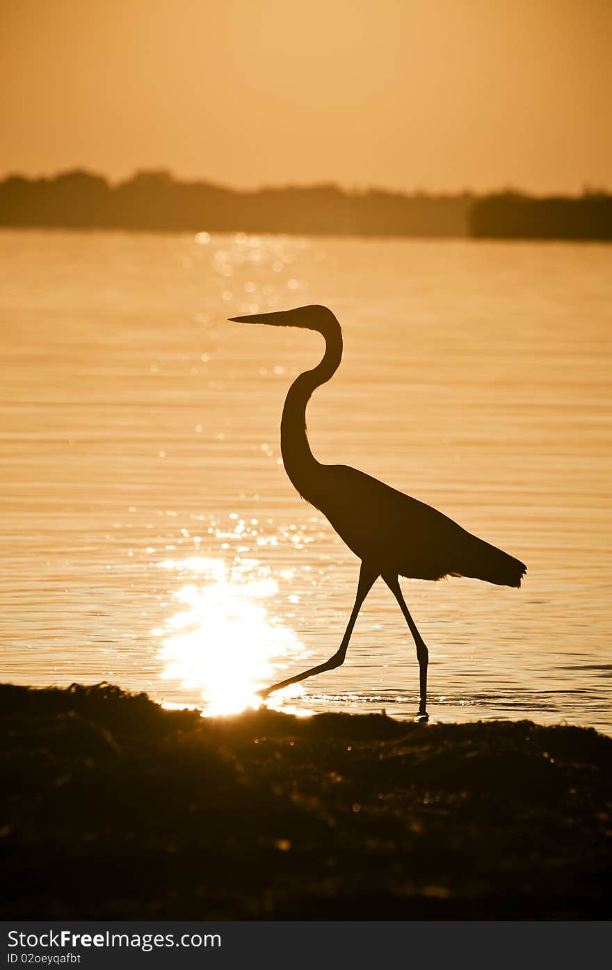 Great Blue Heron silhouette during sunrise at Fort Desoto Park. Great Blue Heron silhouette during sunrise at Fort Desoto Park.