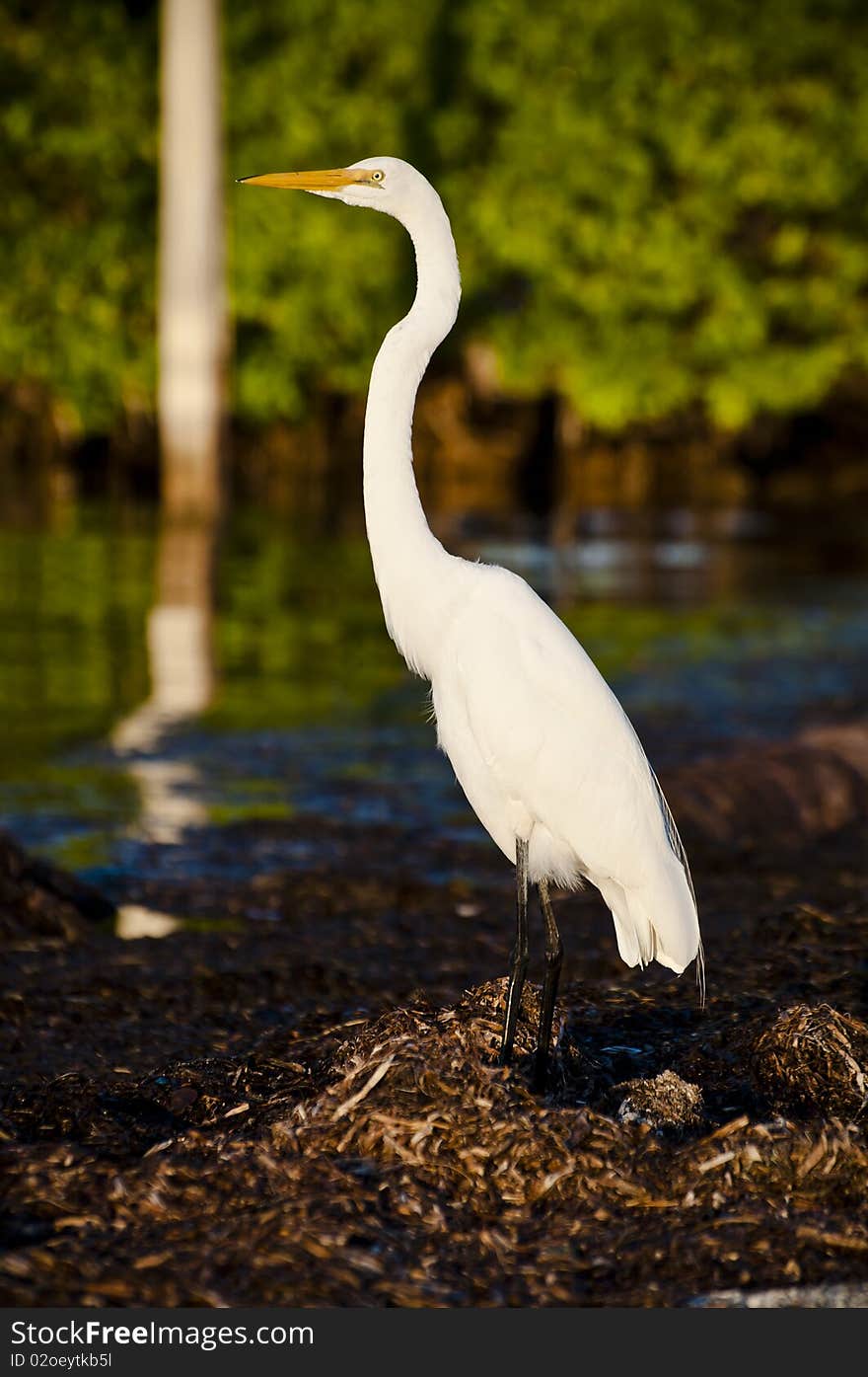 Great Egret