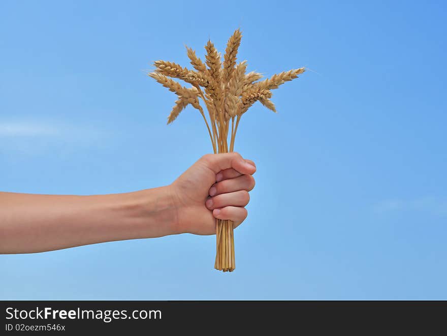 A female hand holding wheat ears against an sky. A female hand holding wheat ears against an sky.