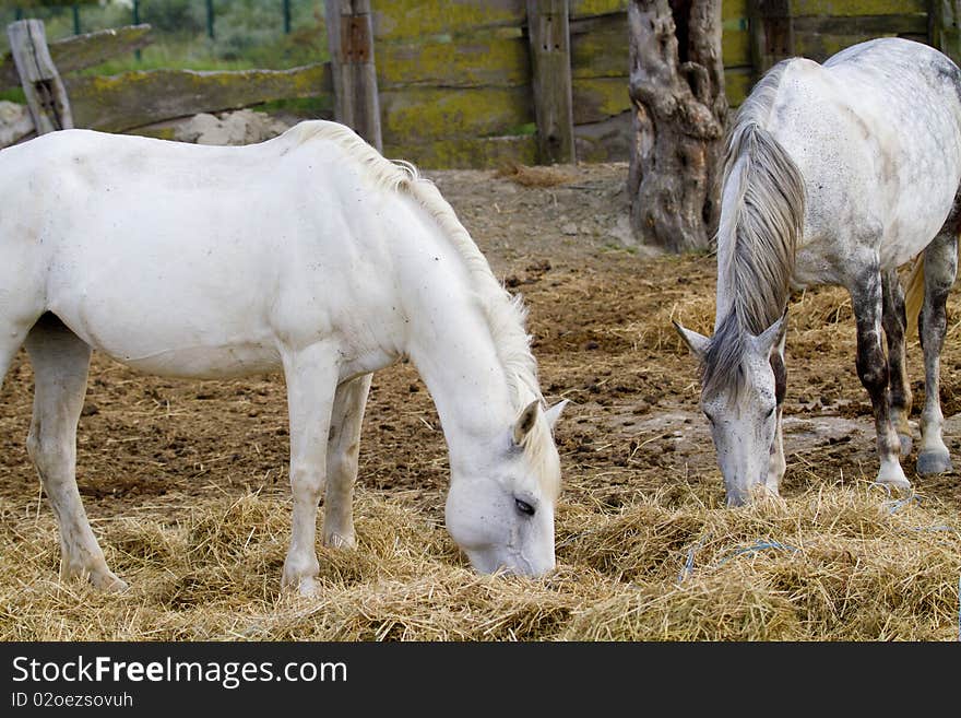 Horses grazing in the countryside