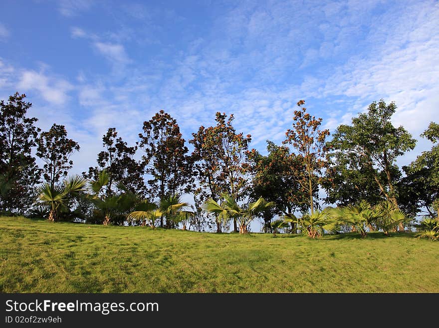 Summer Landscape