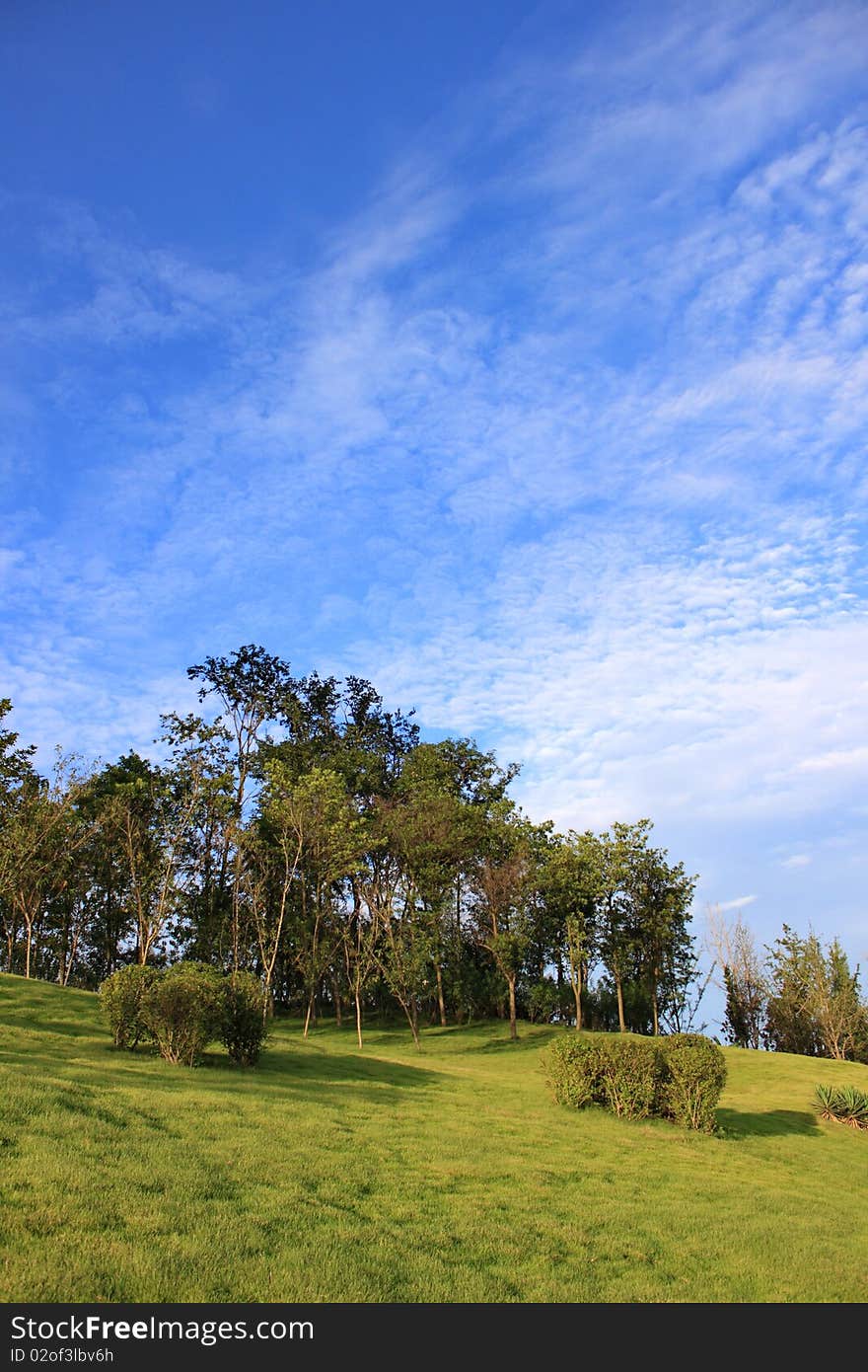 Summer Landscape