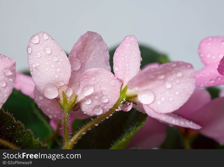 Violets with raindrops.