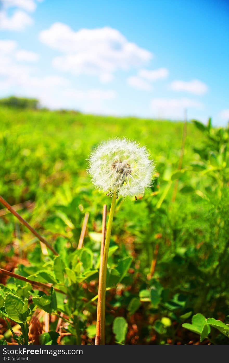 Dandelion against a green field