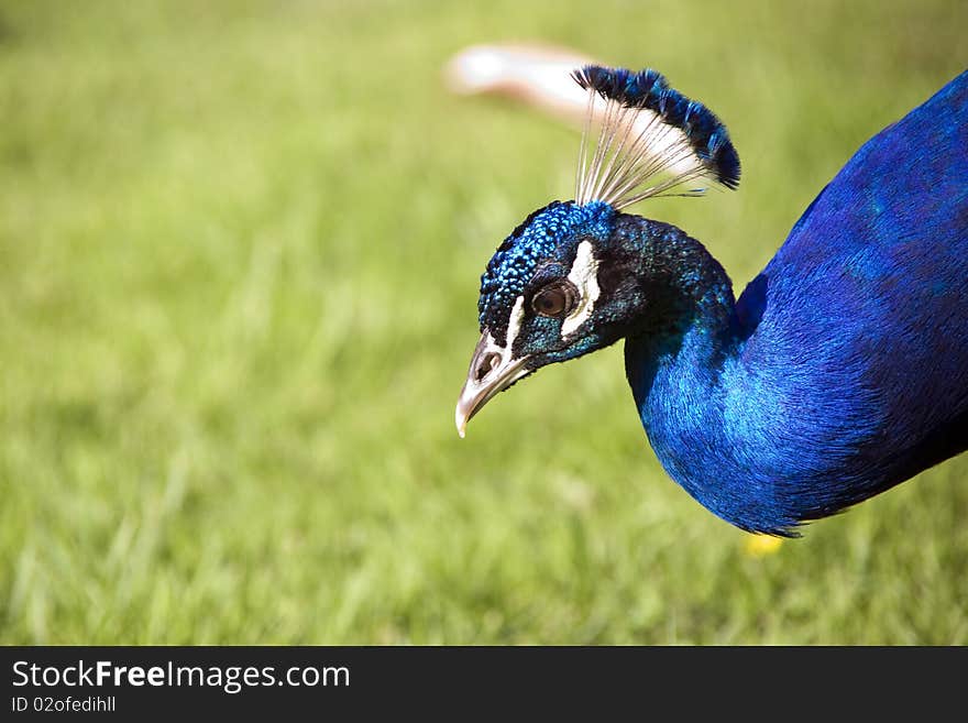 Head of peacock with blue feather. Head of peacock with blue feather