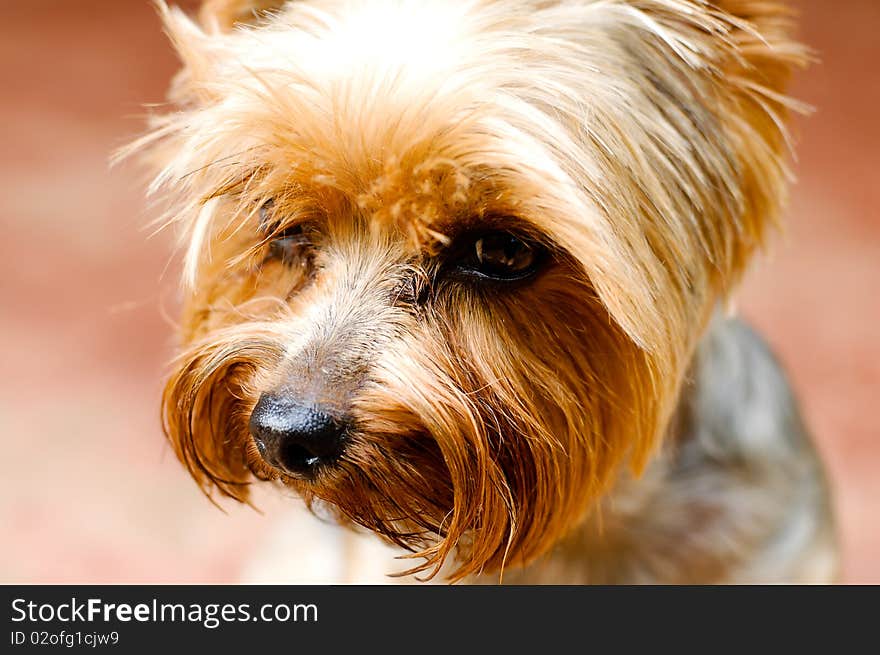 Face of little cute yorkshire puppy. Face of little cute yorkshire puppy