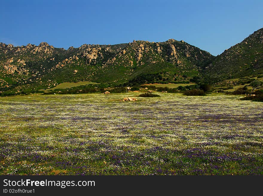 A field full of flowers in Italy. A field full of flowers in Italy