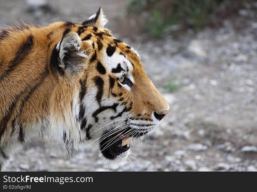 The image of tiger's head under a blorred background