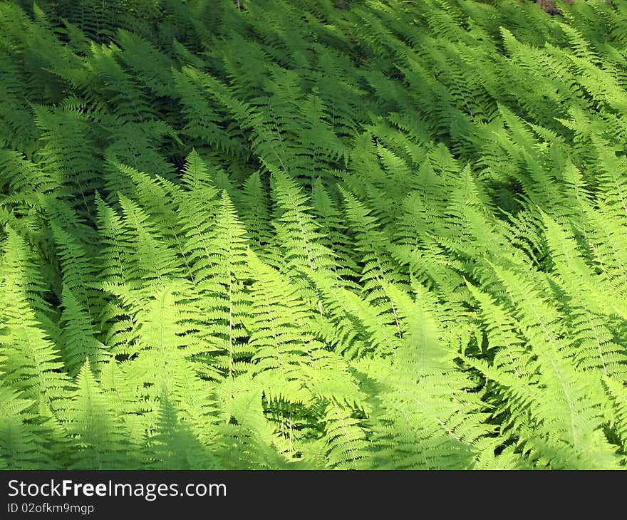 A field of ferns blowing in the wind