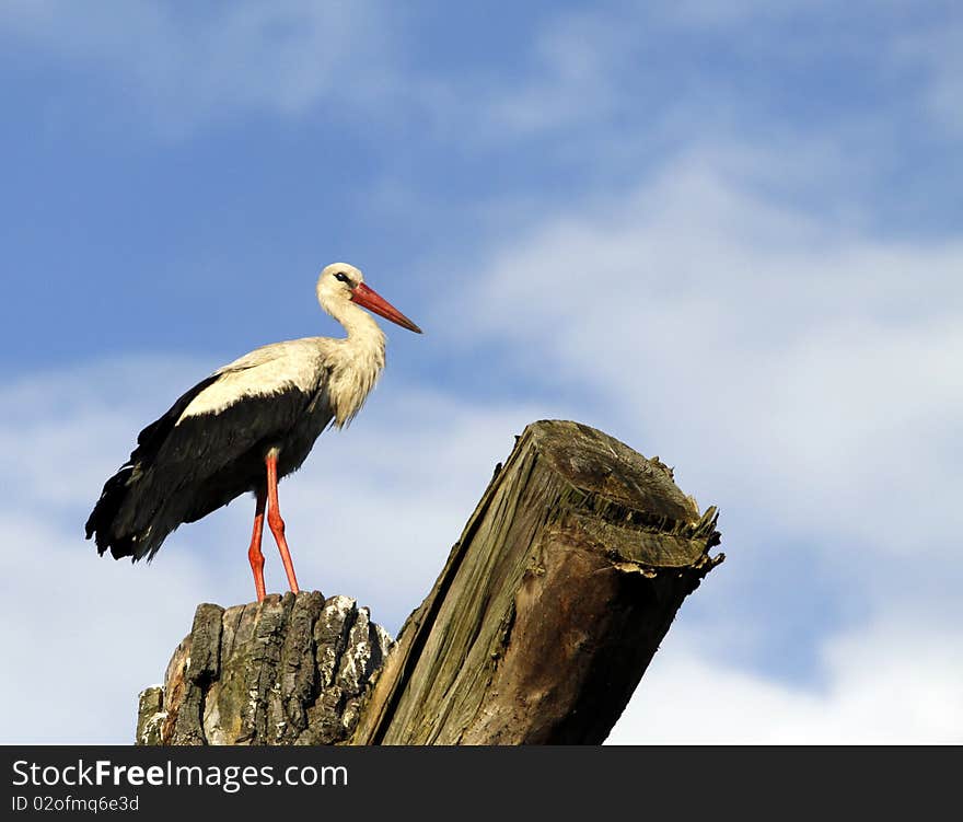 White stork